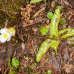 Pinguicula alpina Folla