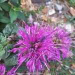 Monarda didyma花