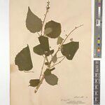 Croton draconopsis Other