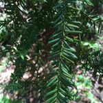 Taxus brevifolia List