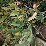 Romneya coulteri Folha