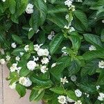 Lantana canescens Кветка