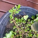 Portulaca oleraceaBlad