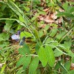 Lathyrus linifolius Flower