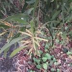 Acacia auriculiformis Hostoa