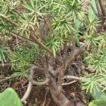 Euphorbia piscatoria Hoja