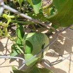 Solanum wendlandii Fruto