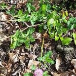 Trifolium pratense ᱵᱟᱦᱟ