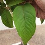 Callicarpa pedunculata Leaf