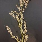 Atriplex micrantha List