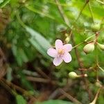Dinophora spenneroides Lorea