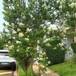 Lagerstroemia speciosa Habitus