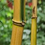 Phyllostachys aurea Кара