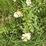 Bidens pilosaFlower