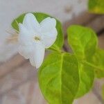 Jasminum sambac Flower