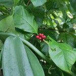 Coffea canephora Blatt