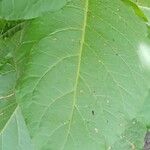 Nicotiana sylvestris Blad