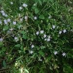 Spergularia rupicola Flower