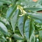 Sarcococca orientalis Folio