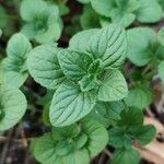 Clinopodium nepeta পাতা