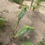 Euphorbia paralias Blad