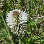 Trifolium montanum Kvet