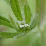 Galium aparine Kukka