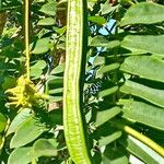 Cassia leptophylla 果實