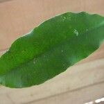 Parahancornia fasciculata Leaf