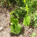 Dioscorea villosa Blatt