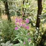 Epilobium angustifoliumKukka