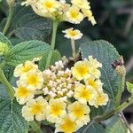 Lantana canescens Кветка