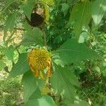 Tithonia diversifoliaFleur