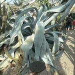 Agave americanaBlad