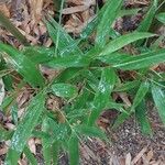 Phyllostachys reticulata Blatt