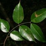 Eperua grandiflora Liść