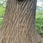 Fraxinus americana 樹皮