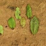 Celtis mildbraedii Blatt