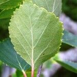 Betula humilis Folha