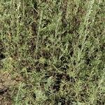 Artemisia herba-alba ഇല