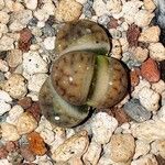 Lithops karasmontana Leaf