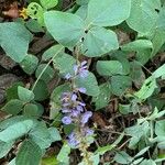 Calopogonium mucunoides Leaf