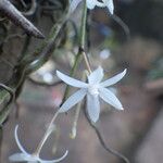 Aerangis calantha Kwiat