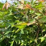 Acer truncatum List