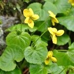 Viola biflora Costuma