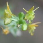 Liparis tridens Flower