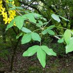 Laburnum anagyroides Feuille