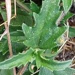 Tridax procumbens Levél