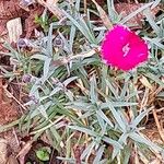 Dianthus gratianopolitanus برگ