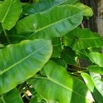 Philodendron burle-marxii Leaf